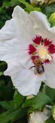 Bombus pascuorum