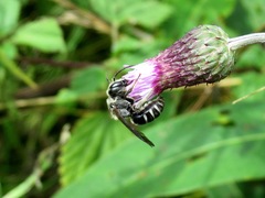 Lasioglossum leucozonium