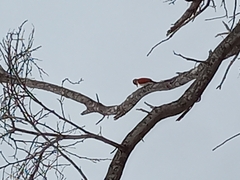 Dryobates callonotus