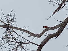 Dryobates callonotus