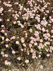 Eriogonum parvifolium