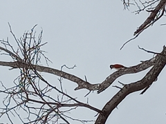 Dryobates callonotus