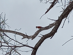 Dryobates callonotus