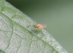 Chrysotimus molliculus