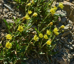 Schlagintweitia intybacea