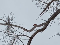 Dryobates callonotus