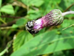 Lasioglossum leucozonium