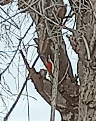 Dryobates callonotus