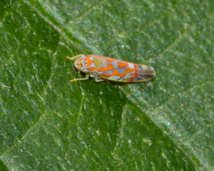 Erythroneura rubrella