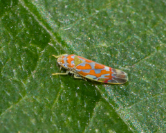 Erythroneura rubrella