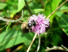 Lasioglossum leucozonium