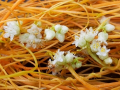 Cuscuta
