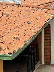 Tyrannus melancholicus