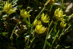 Schlagintweitia intybacea