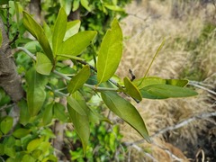 Canthium suberosum