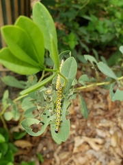 Uresiphita reversalis