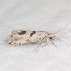 Pelochrista mirosignata