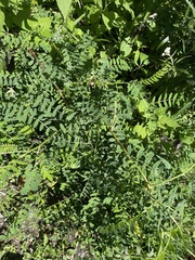 Astragalus canadensis