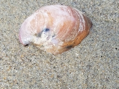 Crepidula norrisiarum