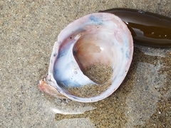 Crepidula norrisiarum