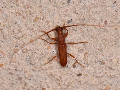Hypexilis pallida