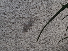 Tarentola mauritanica