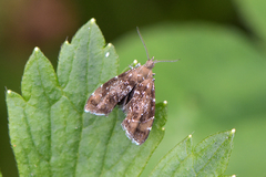 Prochoreutis sehestediana
