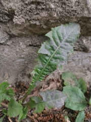 Podosphaera erigerontis-canadensis