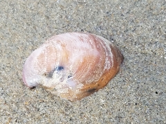 Crepidula norrisiarum