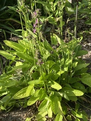 Stachys balansae