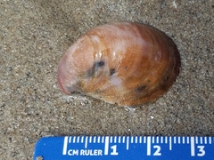 Crepidula norrisiarum