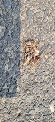 Anabrus simplex