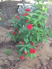 Ixora