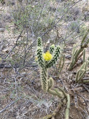 Cylindropuntia ganderi