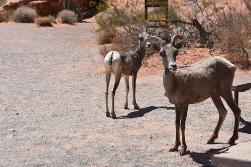 Desert Bighorn Sheep photographed in Nevada