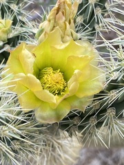 Cylindropuntia ganderi