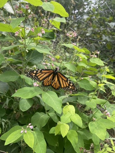 Monarch photographed in Idaho