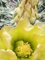 Cylindropuntia ganderi