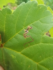 Stigmella speciosa