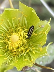 Acmaeodera quadrivittata