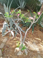 Adenium