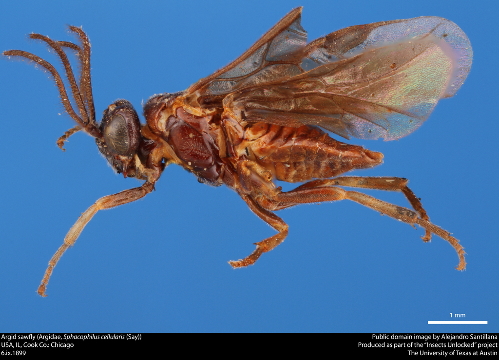 Sphacophilus