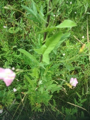 Convolvulus arvensis