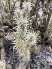 Cylindropuntia sanfelipensis