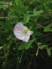 Convolvulus arvensis
