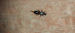 Opisthocosmiinae