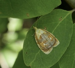 Acleris curvalana
