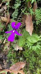 Pinguicula moranensis