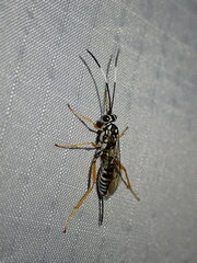 Cryptanura septentrionalis