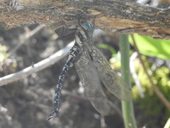 Caliaeschna microstigma